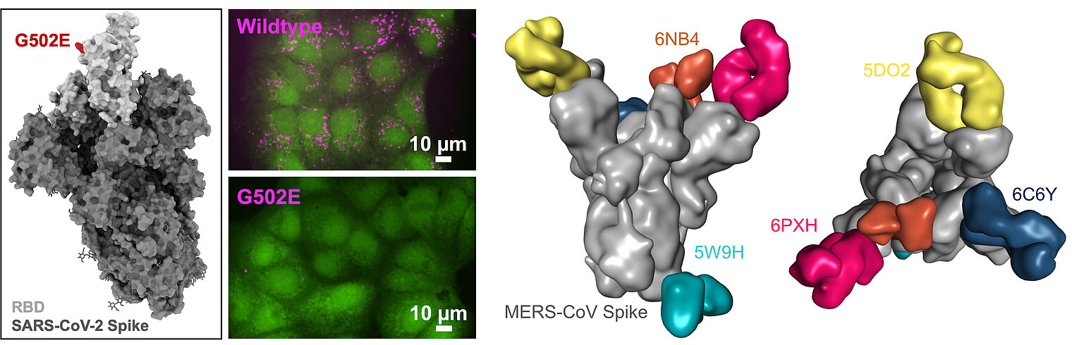  	Modification of vaccines and antibody fragments bound to a coronavirus spike protein