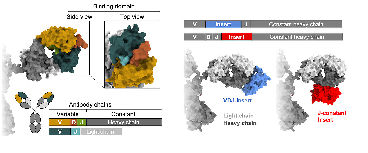  	Scheme for the binding of antibodies and diagram for the insertion of antibodies