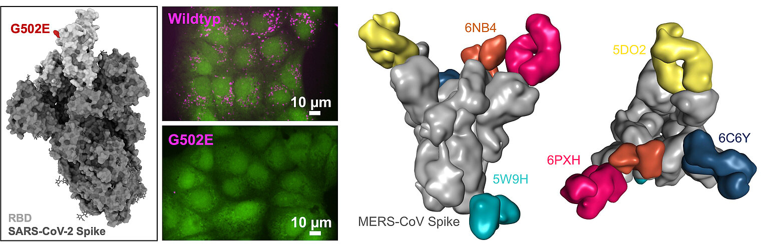 Modifikation von Impfstoffen und Antikörper-Fragmente gebunden an ein Coronavirus-Spikeprotein