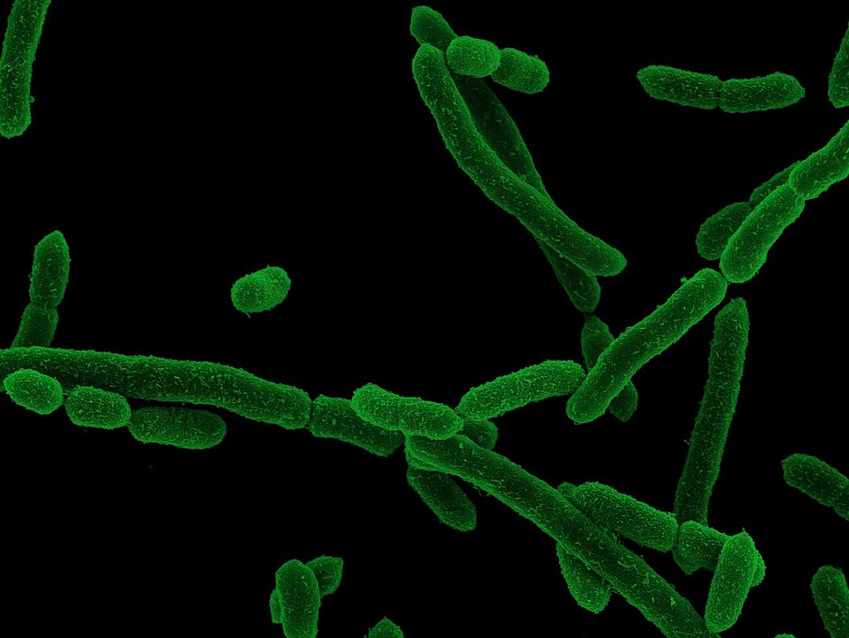 Fluoreszenzmikroskopische Aufnahme von Darmbakterien